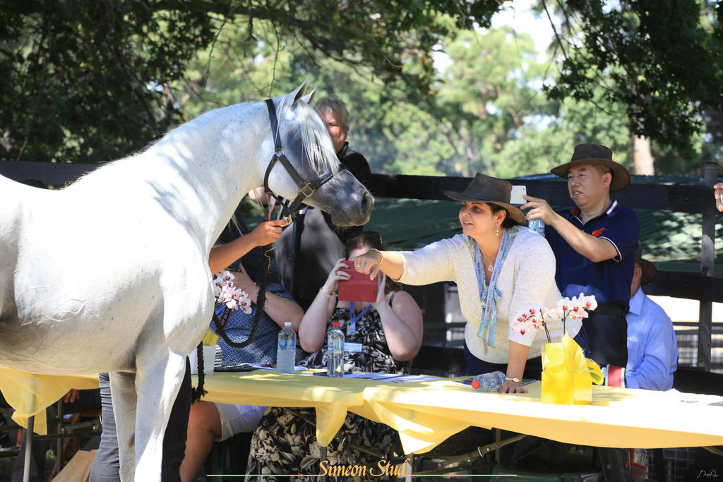 Simeon Stud Open Day - WAHO 2019