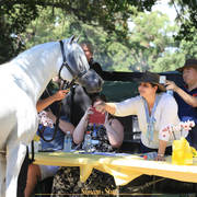 Simeon Stud Open Day - WAHO 2019
