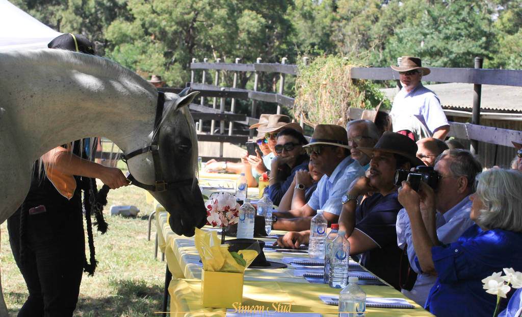 Simeon Stud Open Day - WAHO 2019