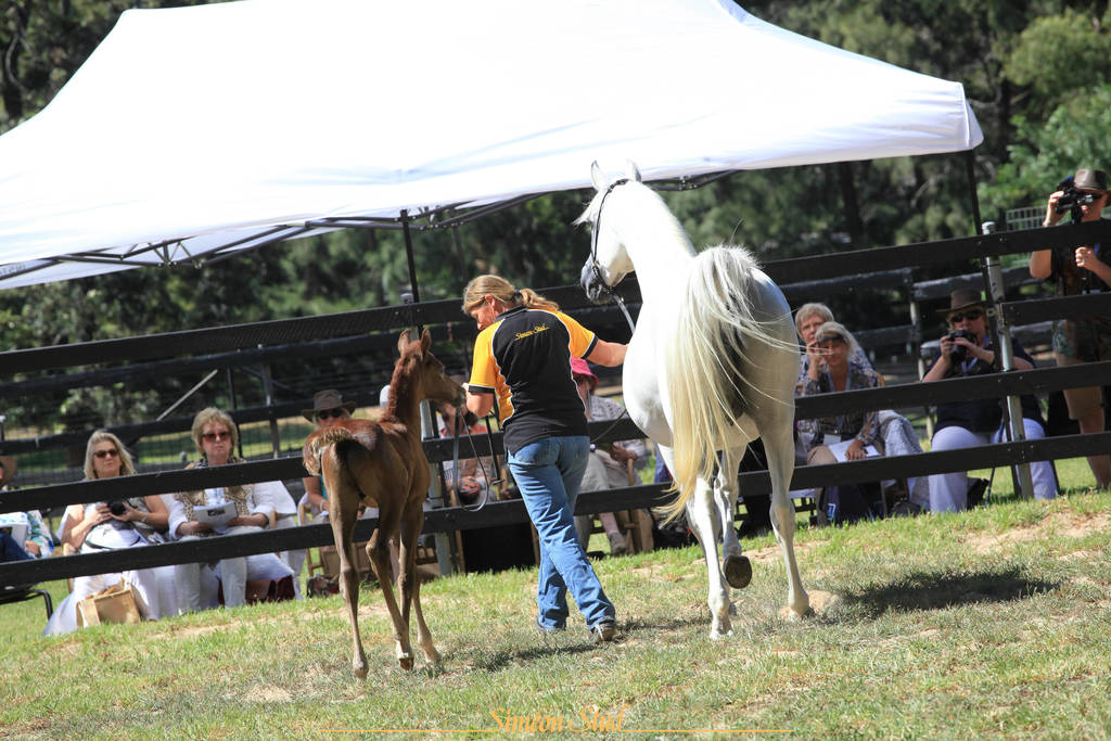Simeon Stud Open Day - WAHO 2019
