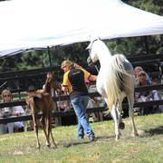 Simeon Stud Open Day - WAHO 2019
