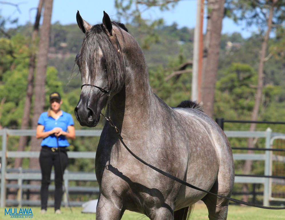 Mulawa Arabian Stud Open Day - WAHO 2019