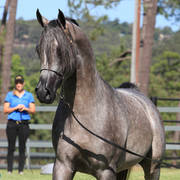 Mulawa Arabian Stud Open Day - WAHO 2019