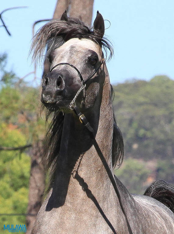 Mulawa Arabian Stud Open Day - WAHO 2019