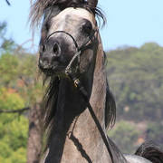 Mulawa Arabian Stud Open Day - WAHO 2019