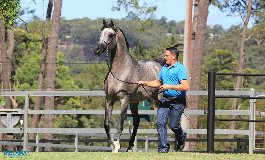 Mulawa Arabian Stud Open Day - WAHO 2019