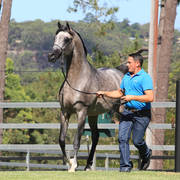 Mulawa Arabian Stud Open Day - WAHO 2019