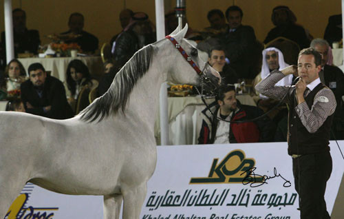 Champion Stallion - Padrons Image 
(Padrons Psyche x Scarlett Angaell)
Owner: King Abdullah Bin Abdukaziz and Sons, KSA
Breeder: Zahra Arabians, France