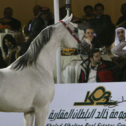 Champion Stallion - Padrons Image 
(Padrons Psyche x Scarlett Angaell)
Owner: King Abdullah Bin Abdukaziz and Sons, KSA
Breeder: Zahra Arabians, France