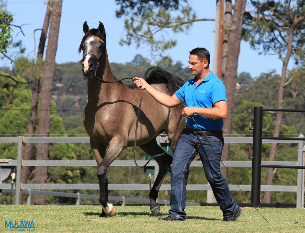 Mulawa Arabian Stud Open Day - WAHO 2019