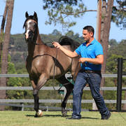Mulawa Arabian Stud Open Day - WAHO 2019