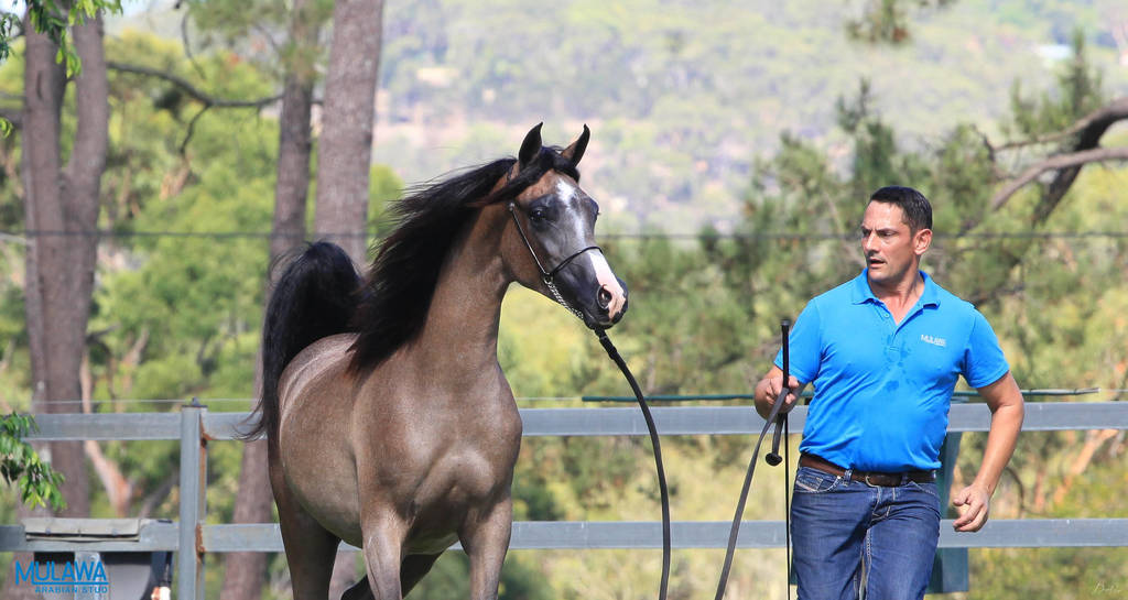 Mulawa Arabian Stud Open Day - WAHO 2019