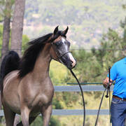 Mulawa Arabian Stud Open Day - WAHO 2019