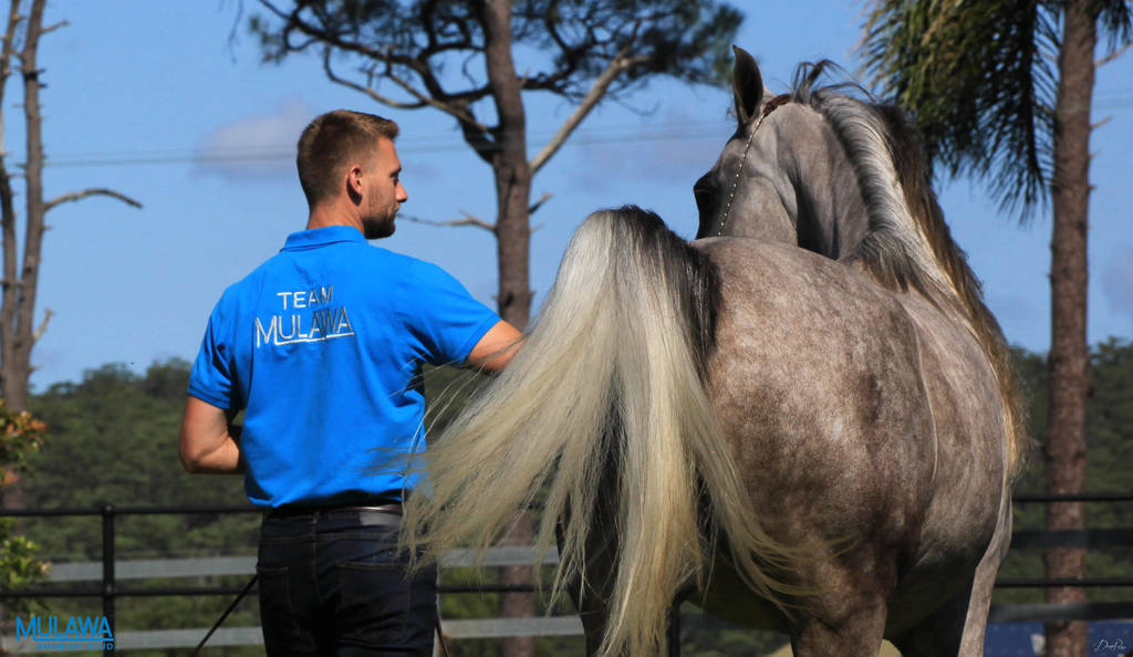 Mulawa Arabian Stud Open Day - WAHO 2019