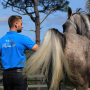 Mulawa Arabian Stud Open Day - WAHO 2019