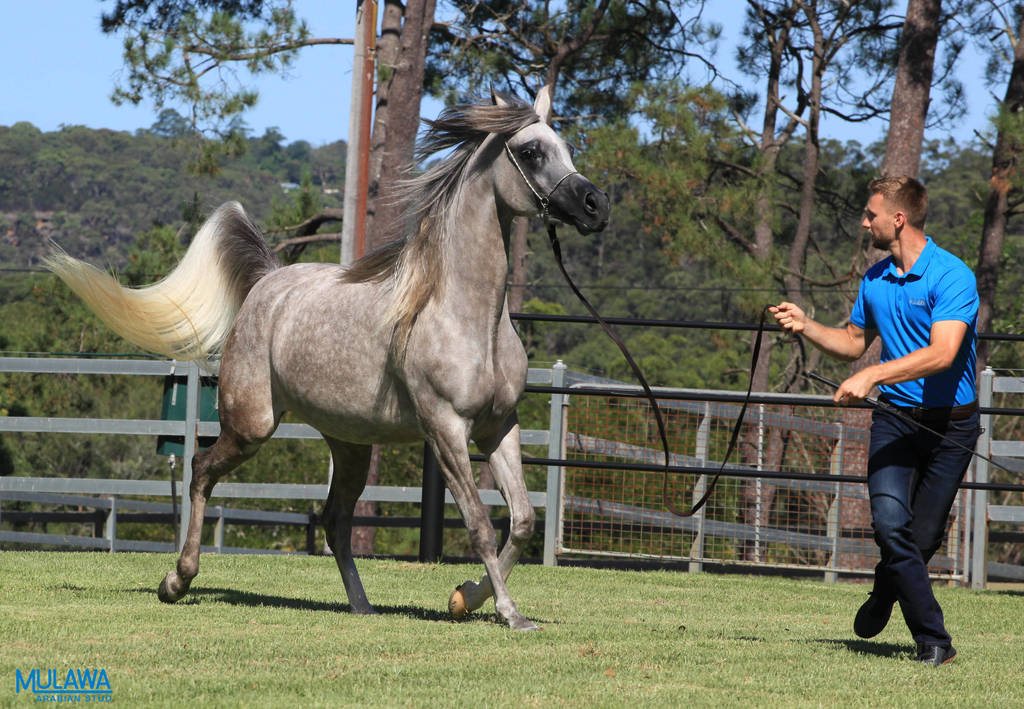 Mulawa Arabian Stud Open Day - WAHO 2019