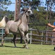 Mulawa Arabian Stud Open Day - WAHO 2019