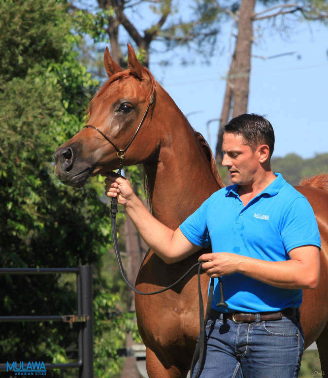 Mulawa Arabian Stud Open Day - WAHO 2019