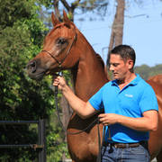 Mulawa Arabian Stud Open Day - WAHO 2019