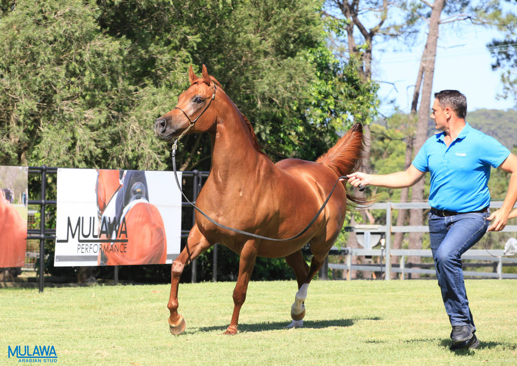Mulawa Arabian Stud Open Day - WAHO 2019