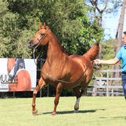 Mulawa Arabian Stud Open Day - WAHO 2019