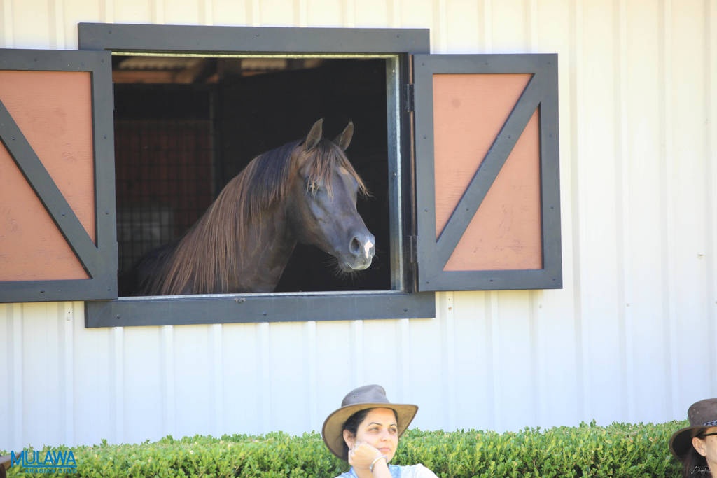 Mulawa Arabian Stud Open Day - WAHO 2019