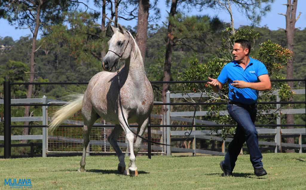 Mulawa Arabian Stud Open Day - WAHO 2019