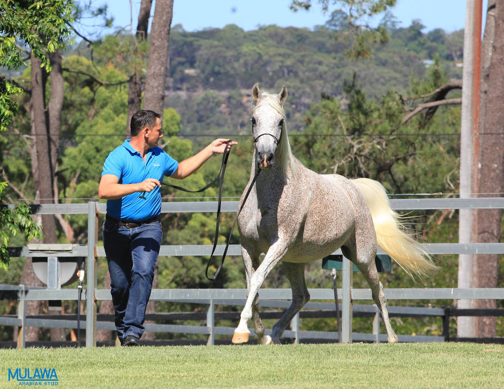 Mulawa Arabian Stud Open Day - WAHO 2019