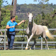 Mulawa Arabian Stud Open Day - WAHO 2019