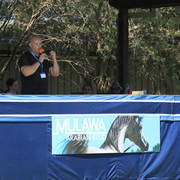 Mulawa Arabian Stud Open Day - WAHO 2019