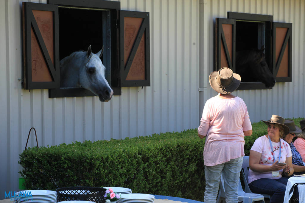 Mulawa Arabian Stud Open Day - WAHO 2019