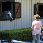 Mulawa Arabian Stud Open Day - WAHO 2019