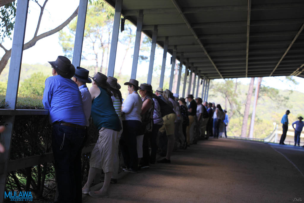 Mulawa Arabian Stud Open Day - WAHO 2019