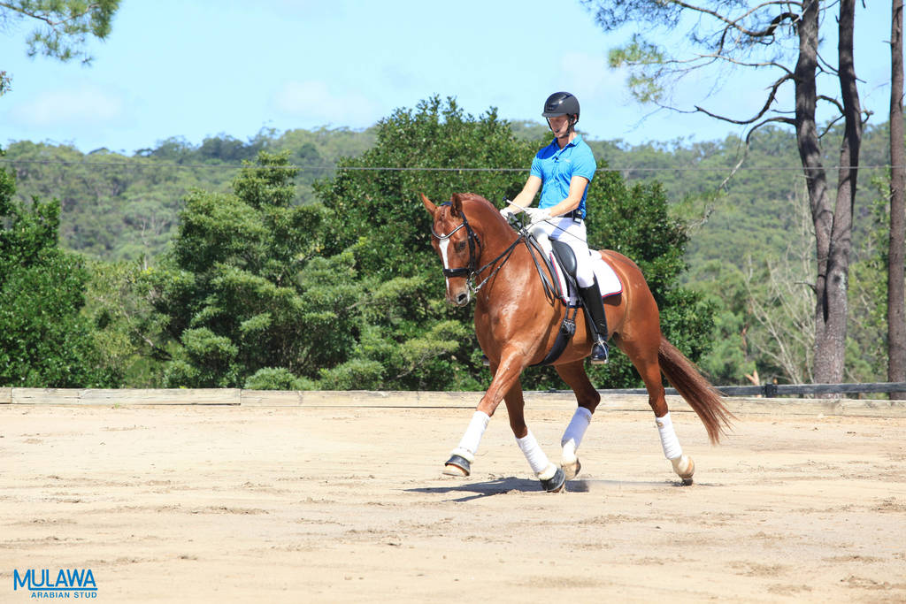 Mulawa Arabian Stud Open Day - WAHO 2019