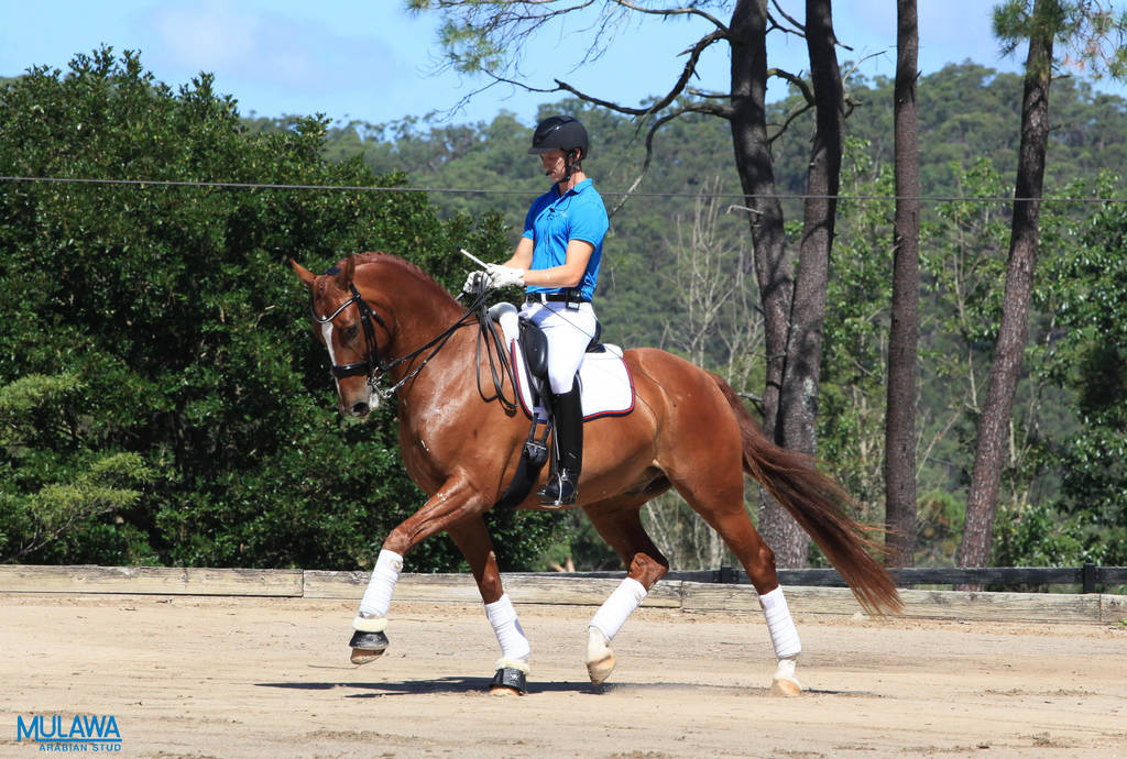 Mulawa Arabian Stud Open Day - WAHO 2019