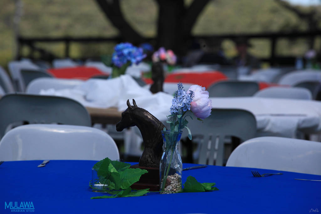 Mulawa Arabian Stud Open Day - WAHO 2019
