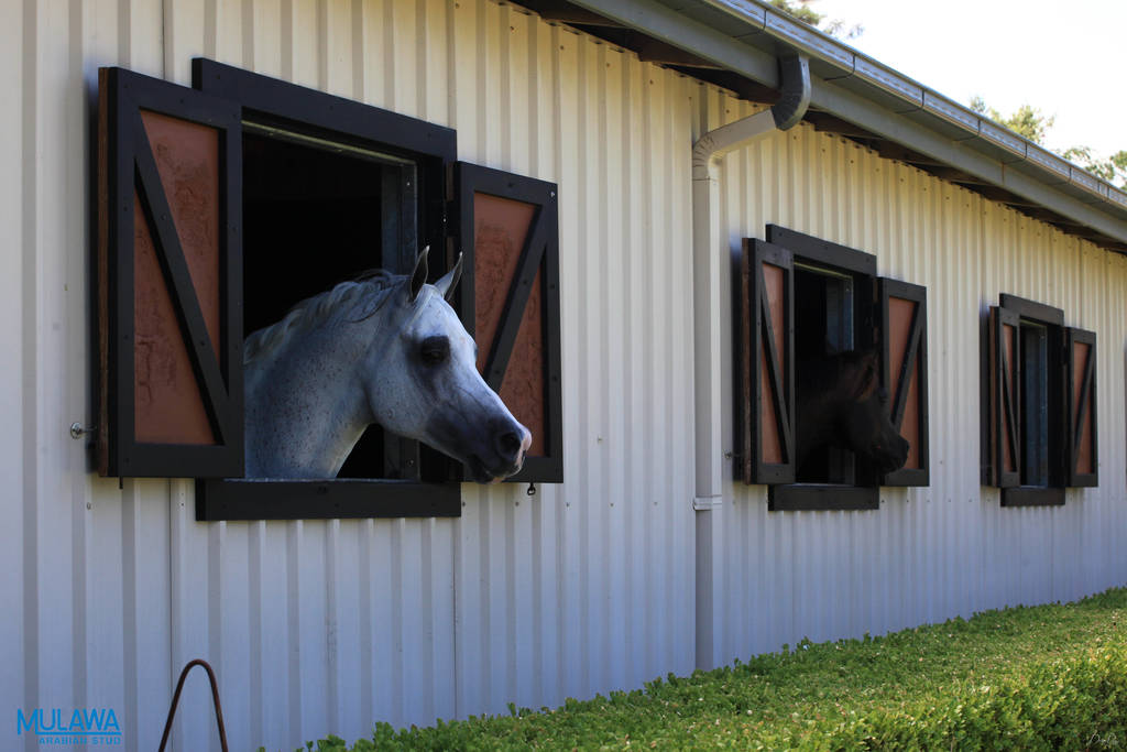 Mulawa Arabian Stud Open Day - WAHO 2019