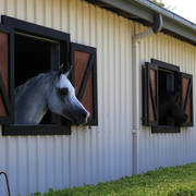 Mulawa Arabian Stud Open Day - WAHO 2019