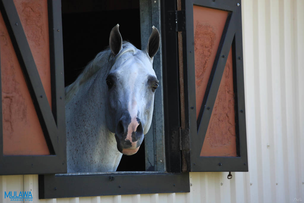 Mulawa Arabian Stud Open Day - WAHO 2019