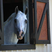 Mulawa Arabian Stud Open Day - WAHO 2019
