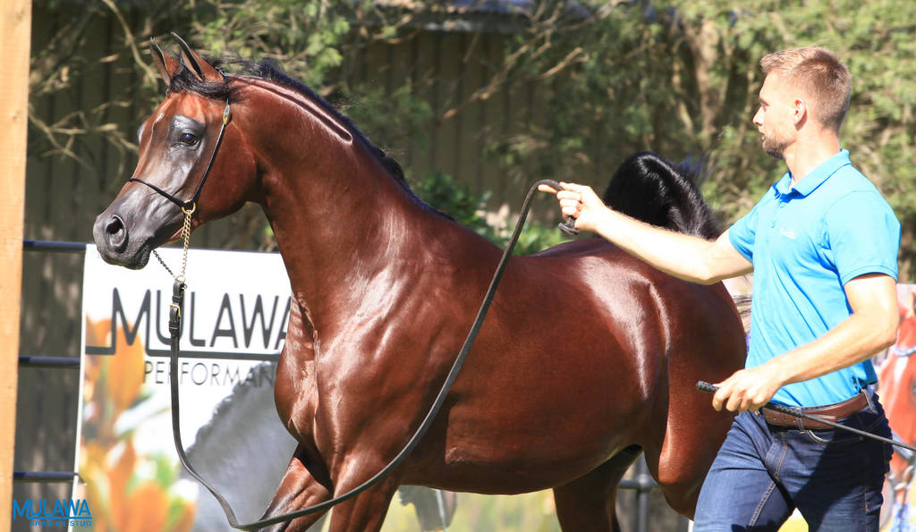 Mulawa Arabian Stud Open Day - WAHO 2019