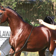 Mulawa Arabian Stud Open Day - WAHO 2019