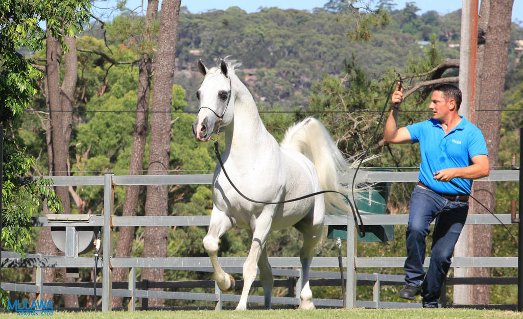 Mulawa Arabian Stud Open Day - WAHO 2019