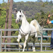 Mulawa Arabian Stud Open Day - WAHO 2019