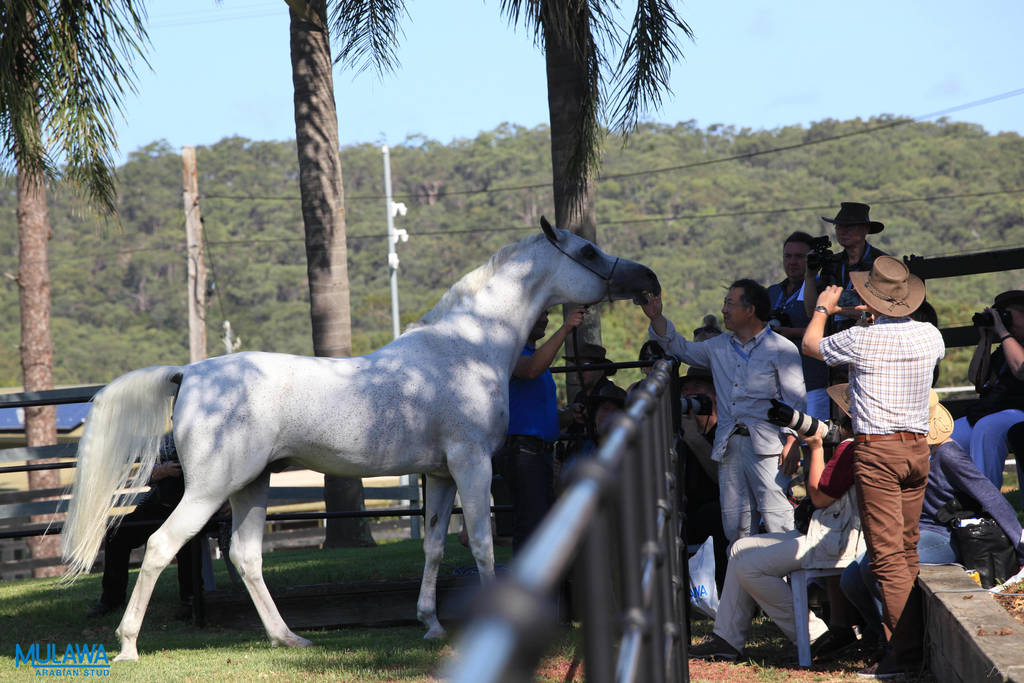 Mulawa Arabian Stud Open Day - WAHO 2019