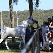 Mulawa Arabian Stud Open Day - WAHO 2019