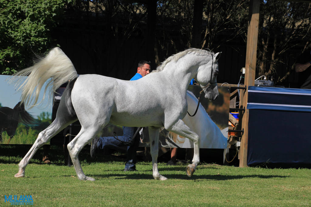 Mulawa Arabian Stud Open Day - WAHO 2019
