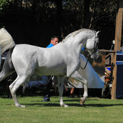 Mulawa Arabian Stud Open Day - WAHO 2019
