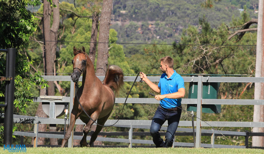 Mulawa Arabian Stud Open Day - WAHO 2019