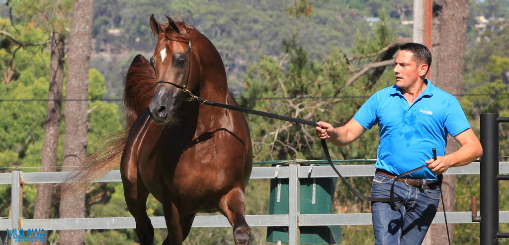 Mulawa Arabian Stud Open Day - WAHO 2019